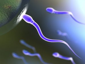 Sperm and low sperm quality poor ejaculation causes