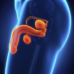 valectomy and testicular function small testicles vasectomy