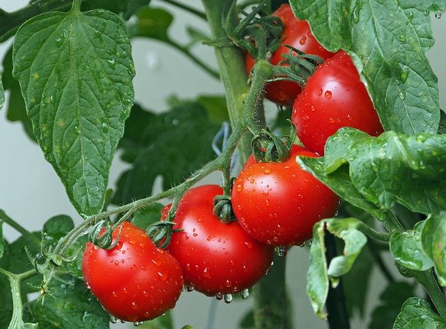 tomatoes-hard-erections